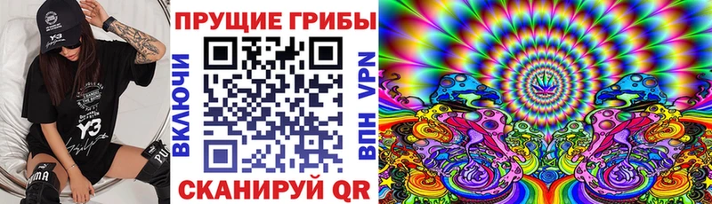 где купить наркоту  Гвардейск  MEGA как войти  Галлюциногенные грибы Psilocybine cubensis 